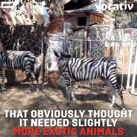 Donkeys Painted To Look Like Zebras Have Set Social Media On Fire