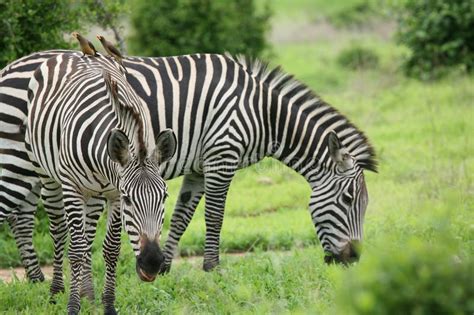 Zebra Botswana Africa Savannah Wild Animal Picture Stock Photo Image