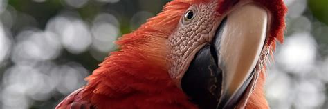 Adopt A Macaw Symbolic Adoptions From Wwf