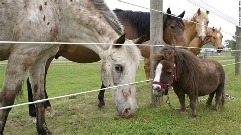 The miniature horse is one of the smallest horse breeds. Meet Big Jake and Thumbelina: The tallest and smallest ...
