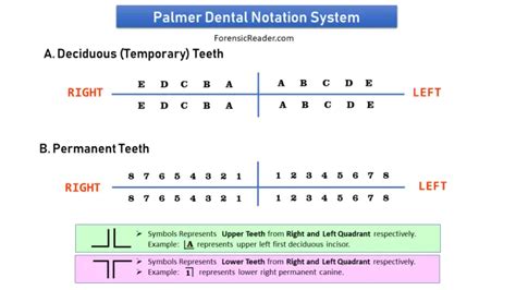 Tooth Numbering Systems 7 Major Dental Notations Nomenclature And