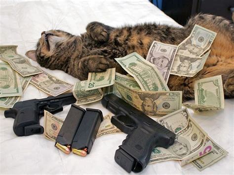 Rich Gangster Cats Flexing Their Wealth Money Cat Cats Funny Videos