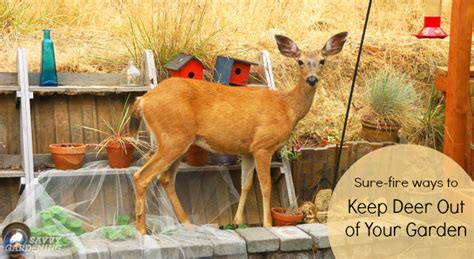 Deer Proof Gardens 4 Sure Fire Ways To Keep Deer Out Of Your Garden