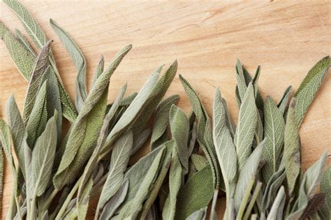 Closeup Of Fresh Sage Leaves 7969 Stockarch Free Stock Photo Archive
