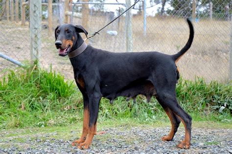 Female Doberman Yenie Pradadobes Dobermans