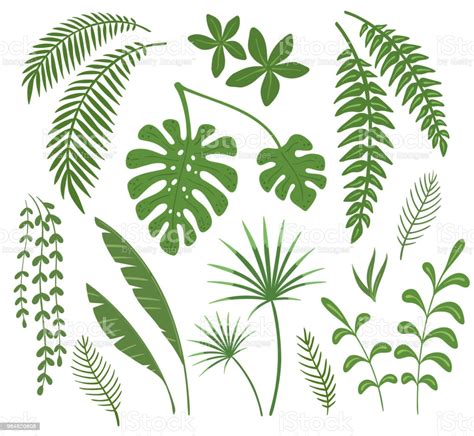 Set Of Leaves Of Tropical Plants Vector Illustration Stock Illustration - Download Image Now ...