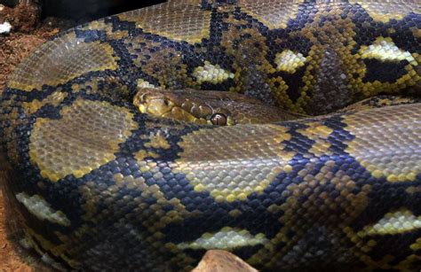 Offbeat That Thump In The Night Might Be A 16 Foot Python
