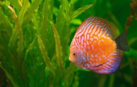 Top 12 Longest Living Fish Pet That You Never Knew Before My Pets Guru