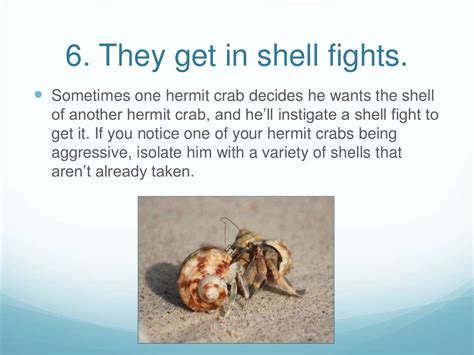 8 Fun Facts About Hermit Crabs