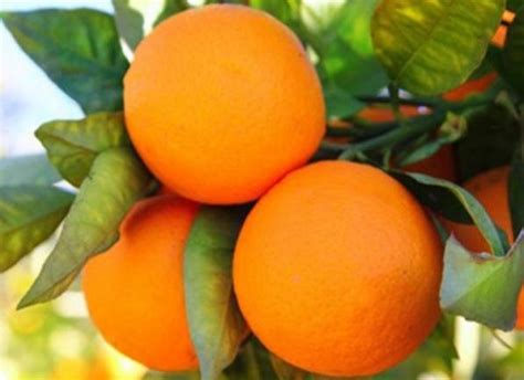 Organic Oranges For Sale Farmvegsco