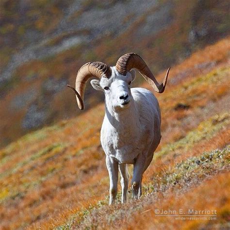 John E Marriott A Gorgeous Big Dall Sheep Ram In Fall Colours In