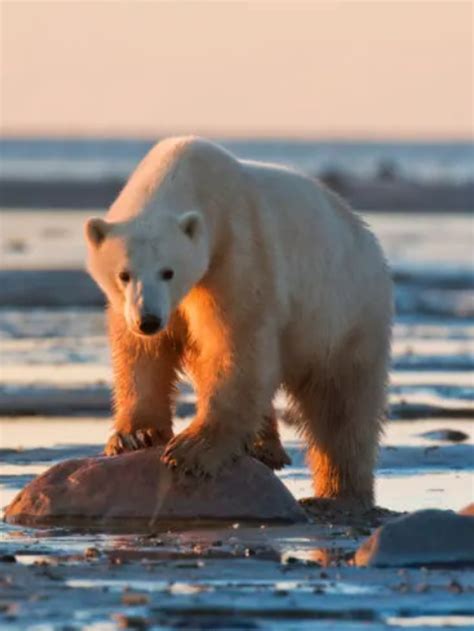 10 Interesting Facts About Polar Bears You Might Not Know Story