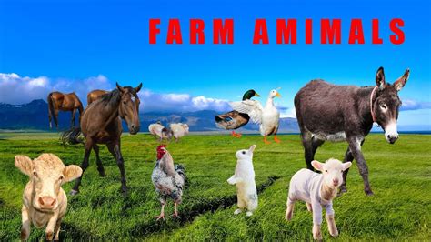 Farm Animal Sounds Farm Animals For Kids Learn Farm Animals Youtube