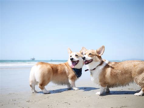 Browse thru our id verified and don't forget the puppyspin tool, which is another fun and fast way to search for akita puppies for sale near virginia beach, virginia, usa area and. SoCal Corgi Beach Day