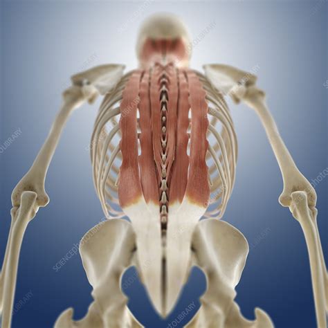 Back Muscles Artwork Stock Image C0130803 Science Photo Library