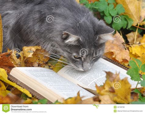 Cat Reading A Book Stock Photo Image Of Animal Maine