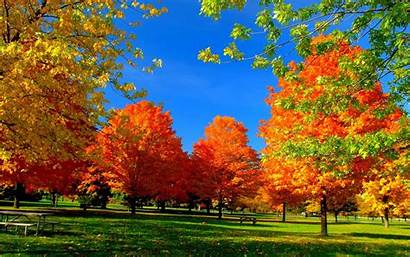 Autumn Fall Desktop Tree Season Leaves Wallpapers