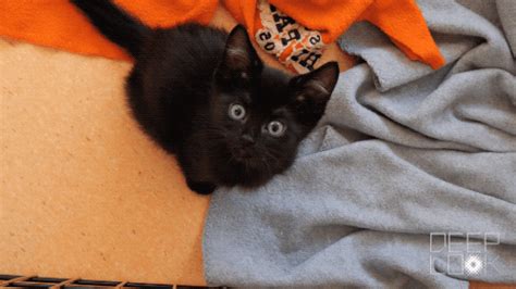 Kitten Cute Anna Blog
