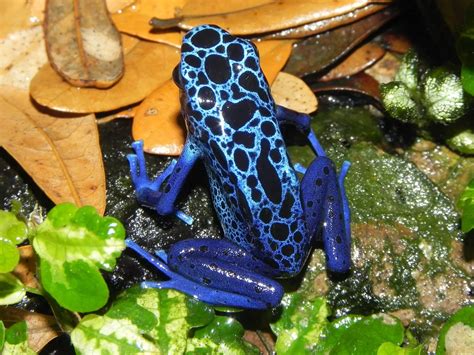 Ten Rare Blue Animals You Must Know About Slightly Blue