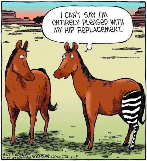 Some Orthopedic Humor For You Funny Cartoons Cowboy Humor Funny