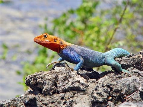 Learn About The Invasive Species Of Red Headed Lizards In Florida