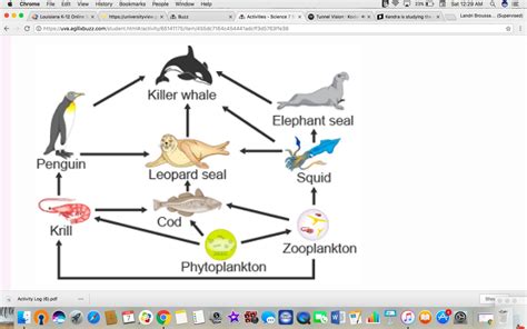Marine Food Chain Diagram