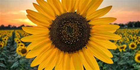 Our sunflower seeds produce huge flowers that are pollen free with a variety of radiant colors nothing says summer happiness like a cheerful sunflower. Sunflowers bloom at Agricenter