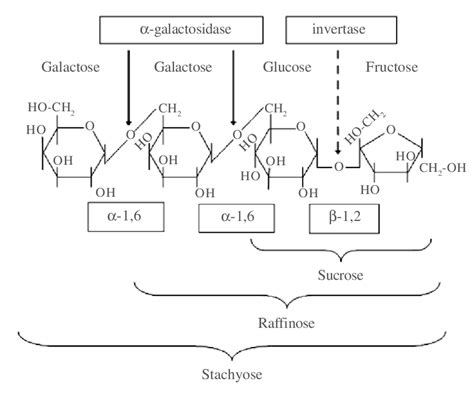 Structures Of The α Galactosides Raffinose And Stachyose And The