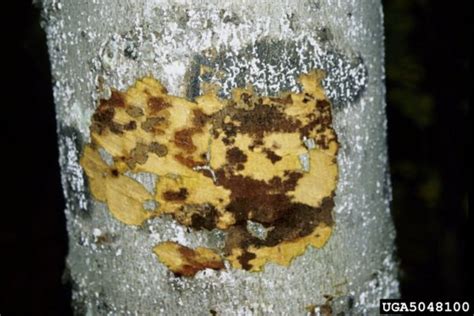 Beech Tree Diseases A Comprehensive Guide
