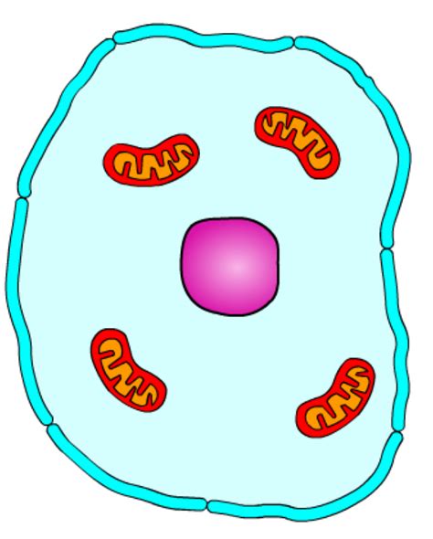 Animal Cell Cartoon Labeled