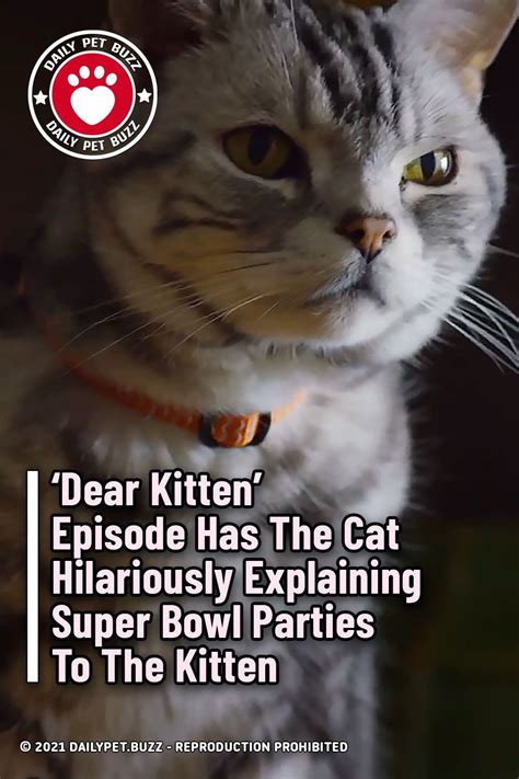 Dear Kitten Episode Has The Cat Hilariously Explaining Super Bowl