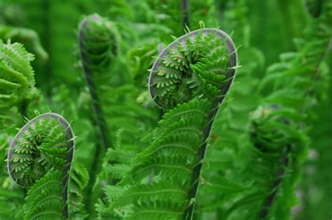 Growing Fiddlehead Ferns