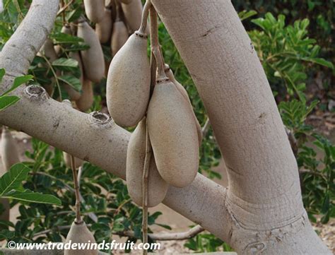 This tree can grow to about 20 m (66 feet) tall, and often found in eatern region of africa. Sausage Tree - Kigelia pinnata - Seeds