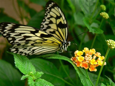 Der garten der schmetterlinge im sachsenwald ist der älteste schmetterlingsgarten in deutschland. Aquarium und Garten der Schmetterlinge - Tourismus Arradon ...