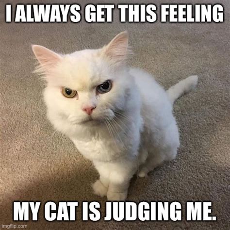 Cat Judging You Meme Euaquielela