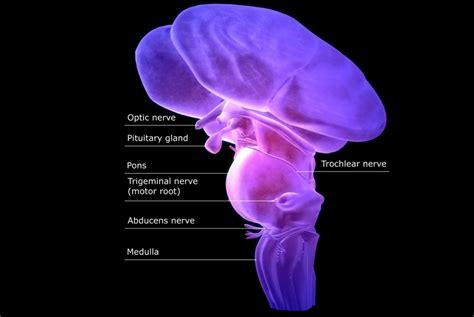 The Function And Location Of The Brainstem