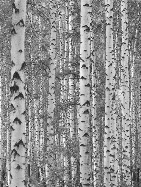 Birch Tree Forest Black And White 6 X 8 183m X 244m Birch