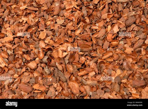 Bark Chippings Garden High Resolution Stock Photography And Images Alamy