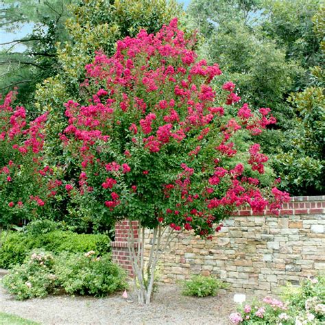 Pink Velour Crape Myrtle Trees For Sale