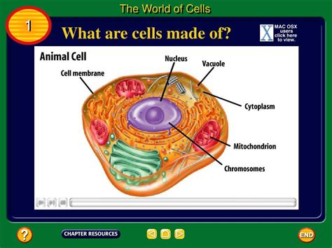 Ppt What Are Cells Made Of Powerpoint Presentation Free Download