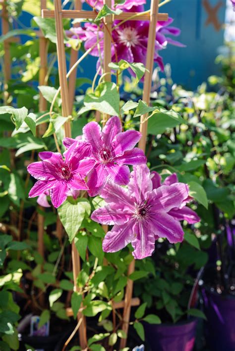 Check spelling or type a new query. Pin by Gethsemane Garden Center on Gethsemane Perennials ...