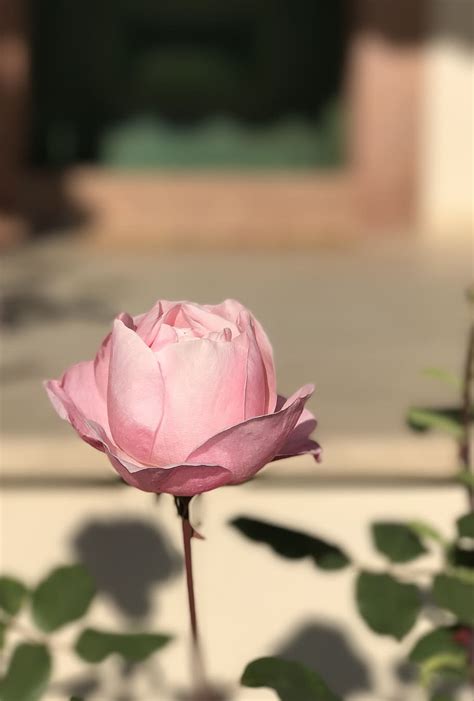 Hd Wallpaper Rose Flower Pink Faded Color Garden Growing Summer