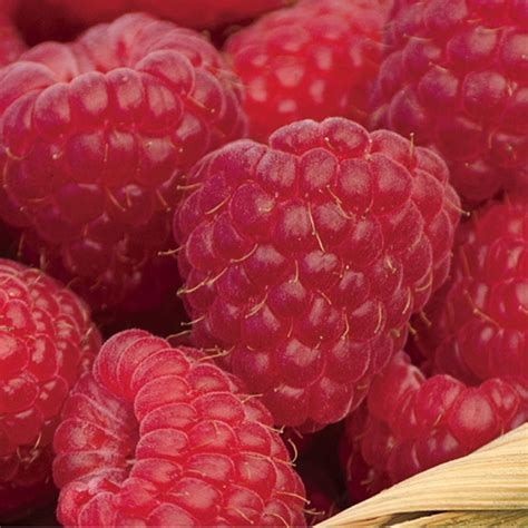 Sweet RepeatRaspberry | Henry Field's Seed & Nursery Co.