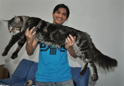We did not find results for: Ciri - Ciri Kucing Maine Coon | Shafa's Blog