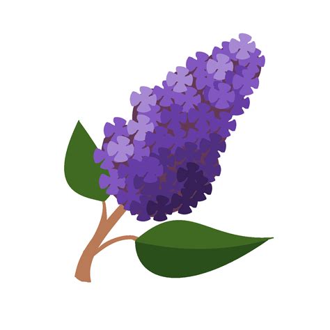 Syringa Vulgaris Clipart 20 Free Cliparts Download Images On