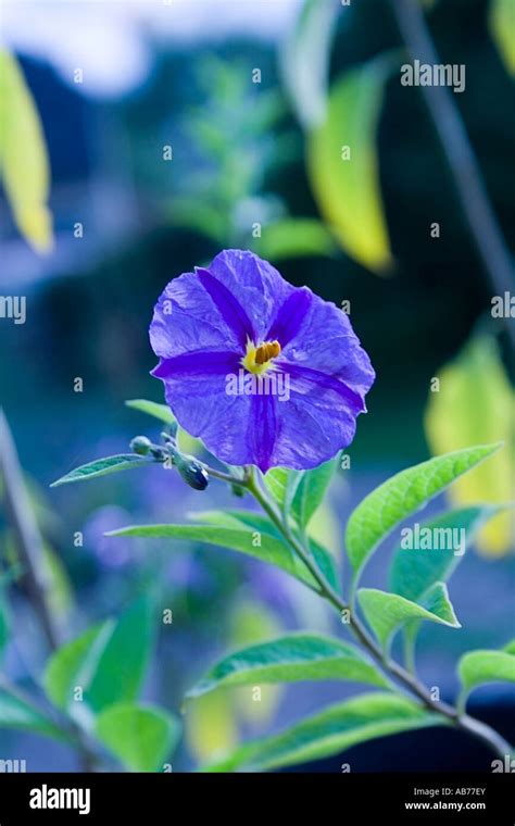 Beautiful Purple Flower Stock Photo Alamy