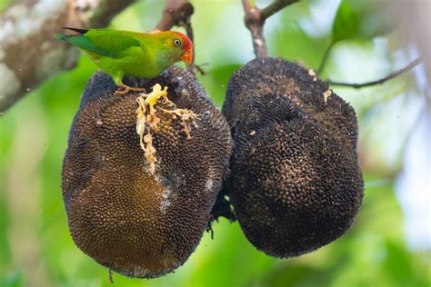 Sri Lanka Hanging Parrot Loriculus Beryllinus Sinharaja Flickr