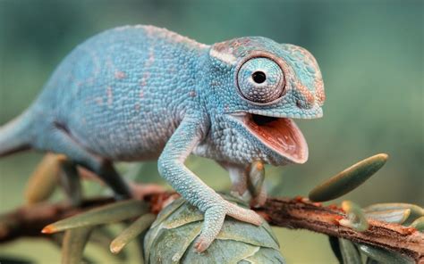 Blue Nature Animals Chameleons Funny Lizards Reptiles