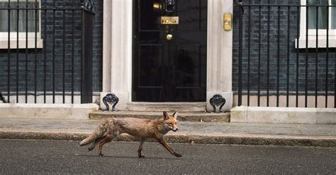 Urban Foxes In London Face Culling After Christmas Metro News
