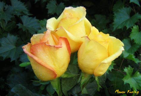 Bunga Mawar Kuning Yellow Rose Photos Alam Mentari
